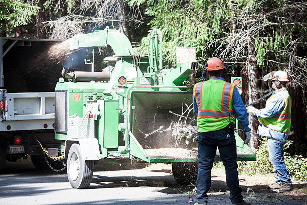 Best Emergency Tree Removal  in USA